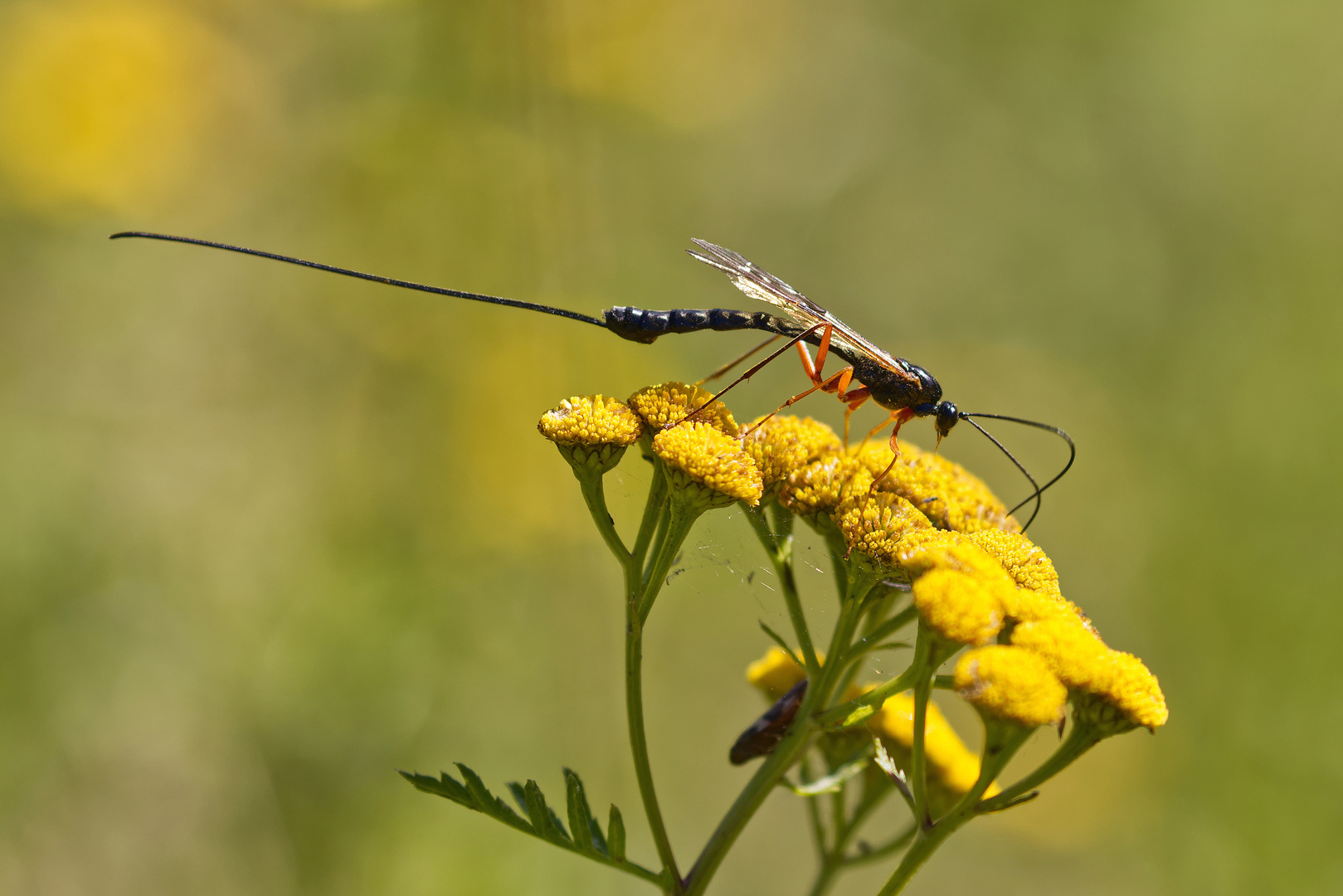 Die Riesenschlupfwespe