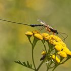 Die Riesenschlupfwespe