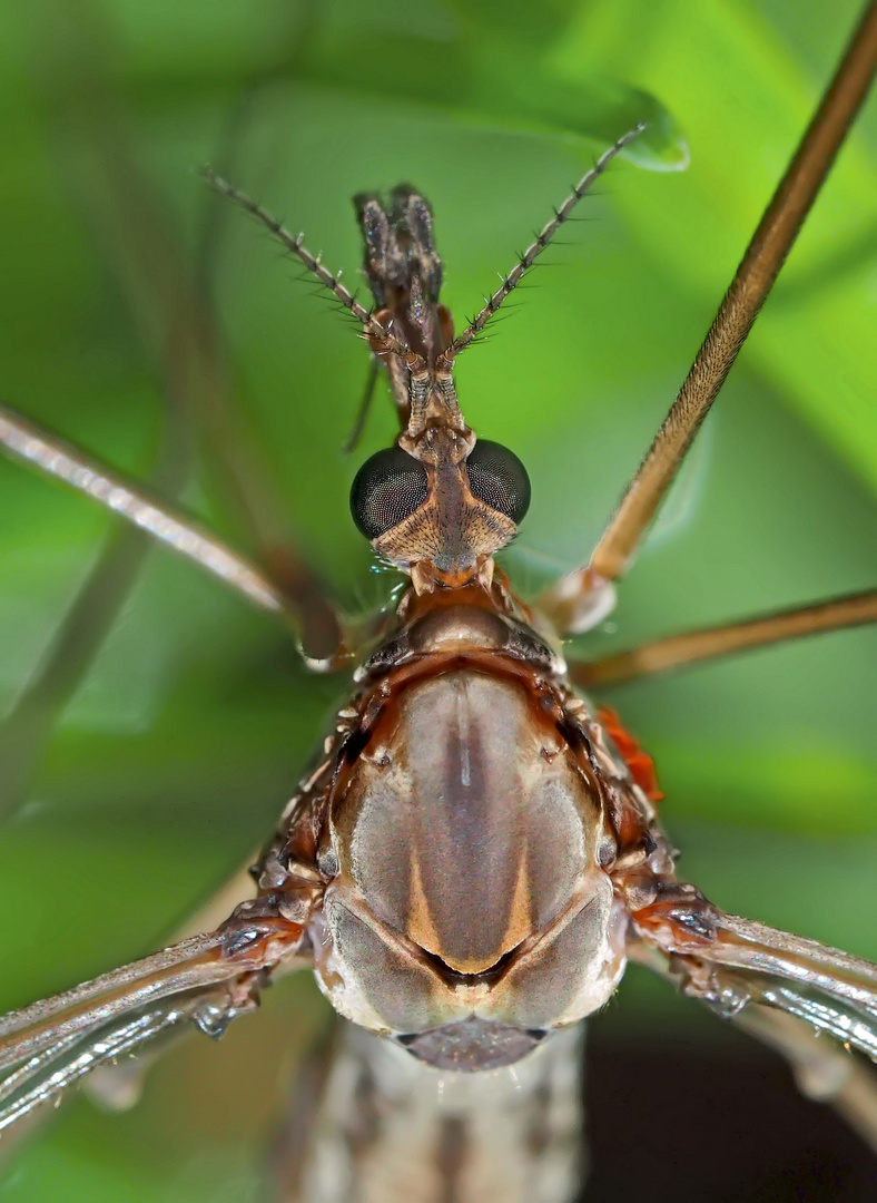 Die Riesenschnake Tipula maxima, ein Portrait von oben gesehen! - Le portrait de la grande tipule.