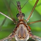 Die Riesenschnake Tipula maxima, ein Portrait von oben gesehen! - Le portrait de la grande tipule.