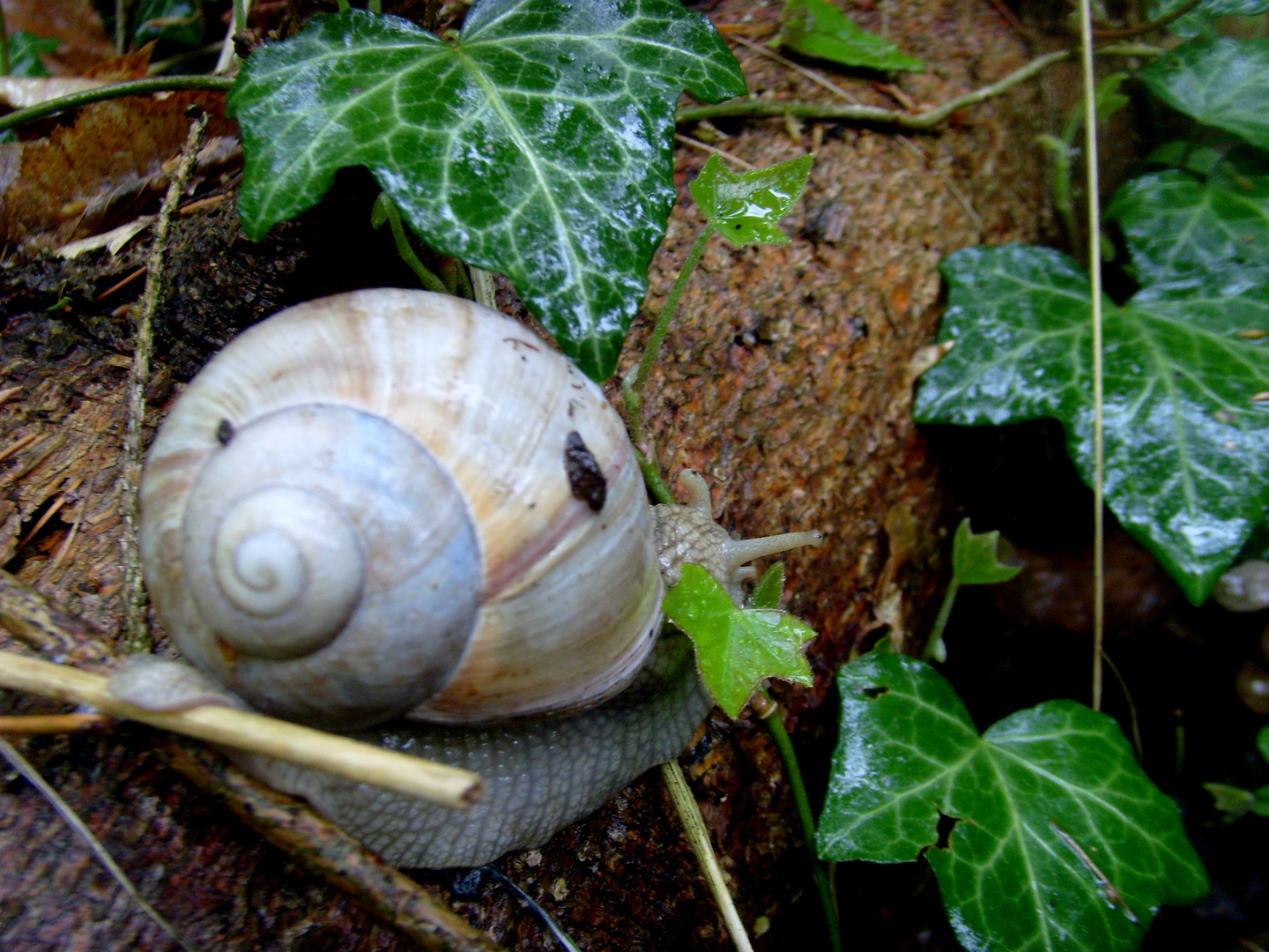 Die Riesenschnecke