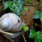 Die Riesenschnecke