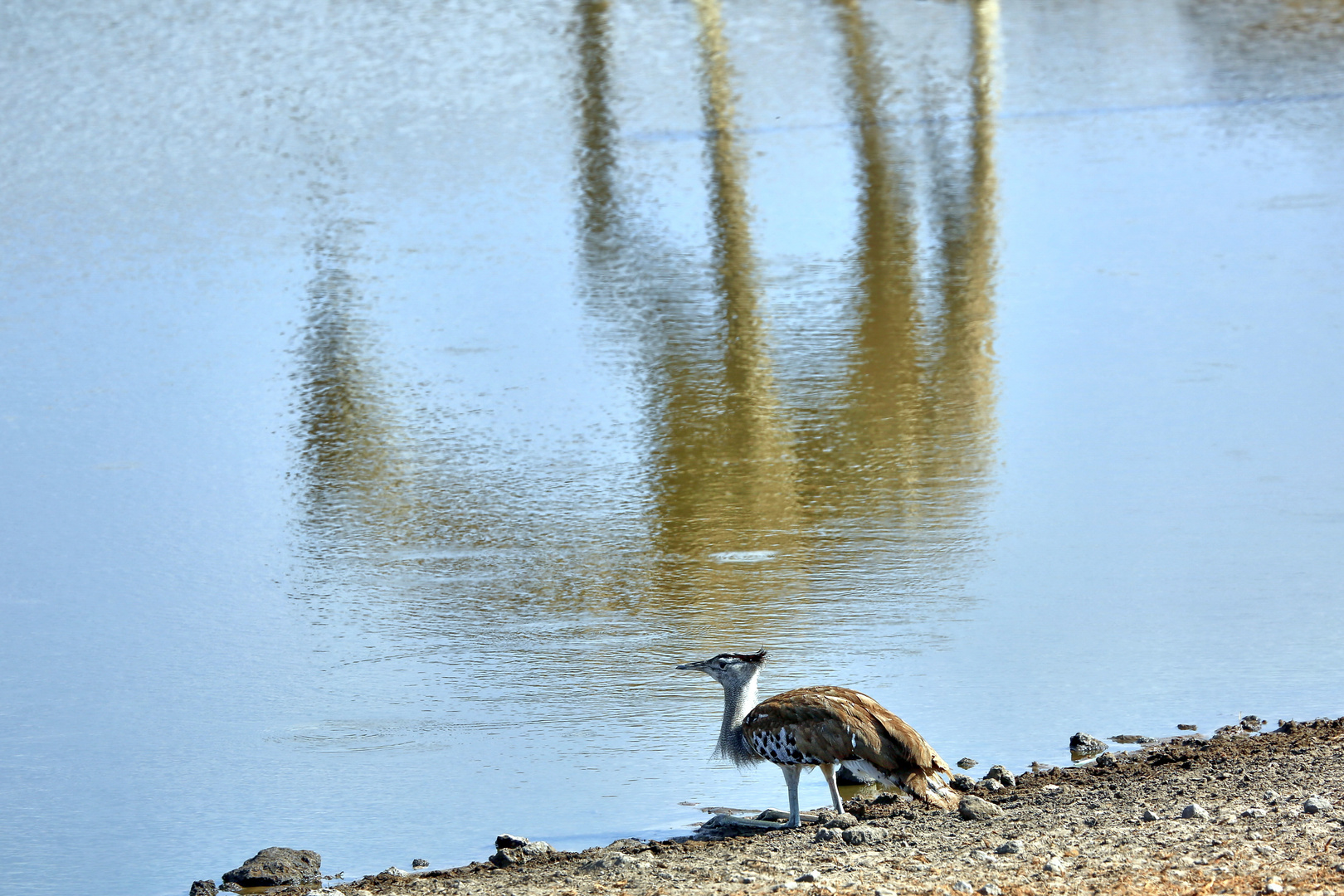 Die Riesentrappe am Wasserloch 