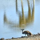 Die Riesentrappe am Wasserloch 