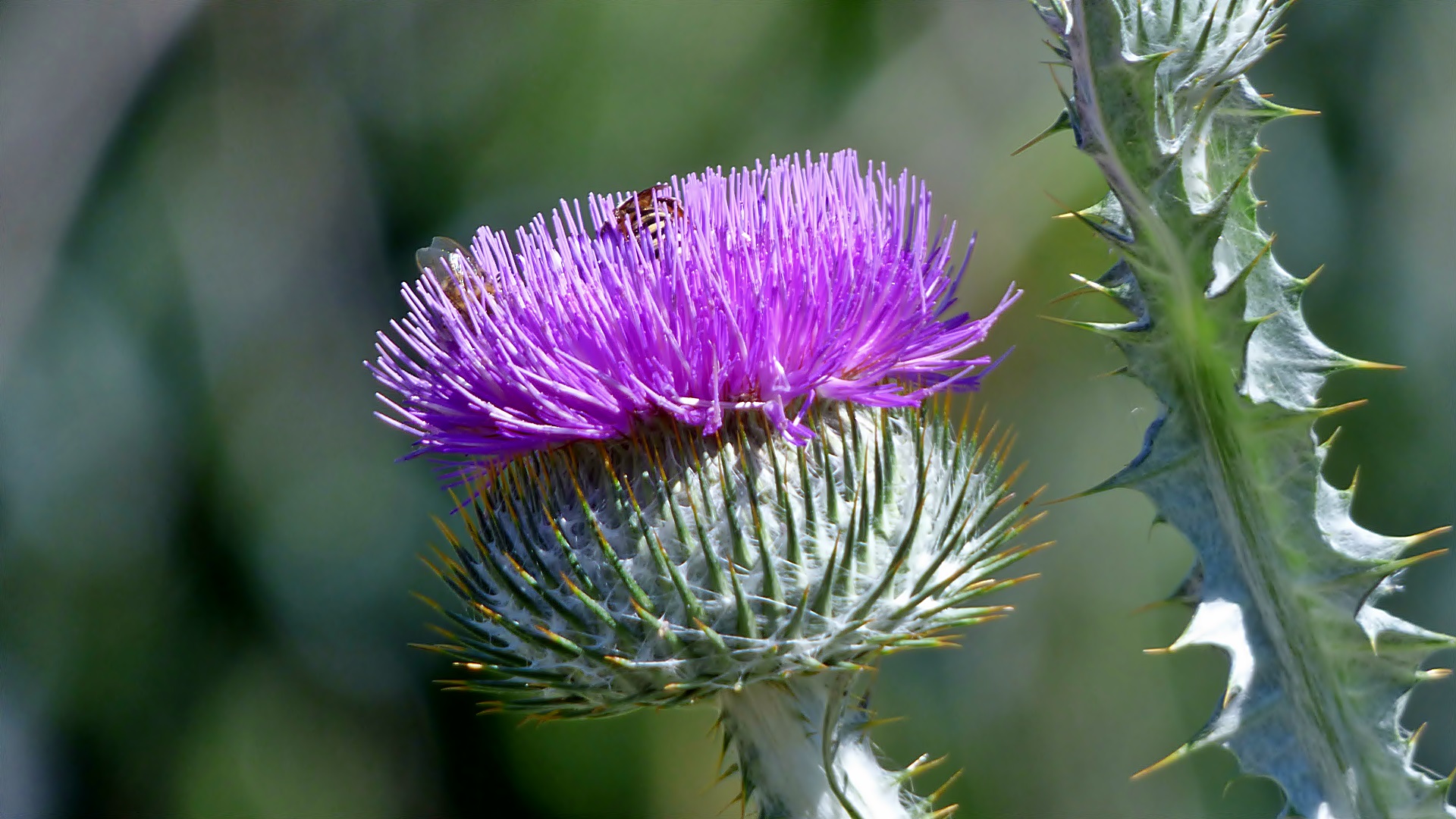 Die riesige Eselsdistel . . .