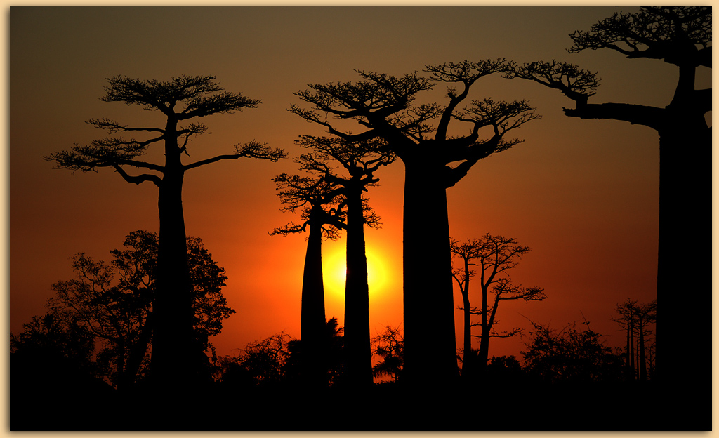 Die riesigen Baobabs / Madagaskar