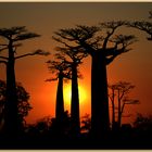 Die riesigen Baobabs / Madagaskar