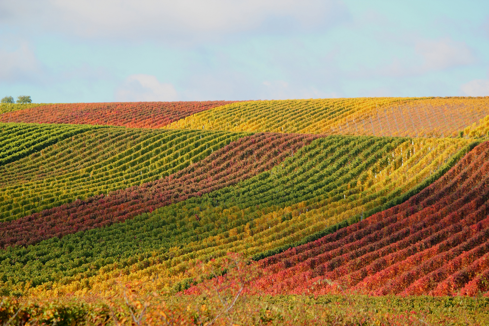 die Rieslingwelle