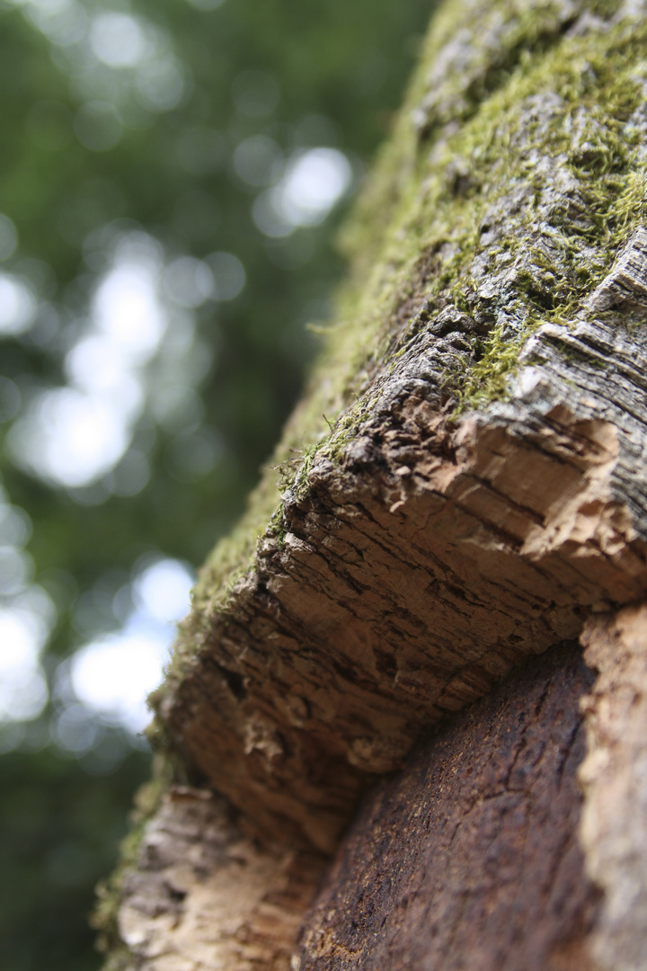 die Rinde vom Korkbaum