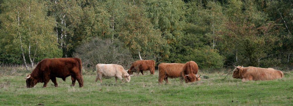 die rinder der drover heide.