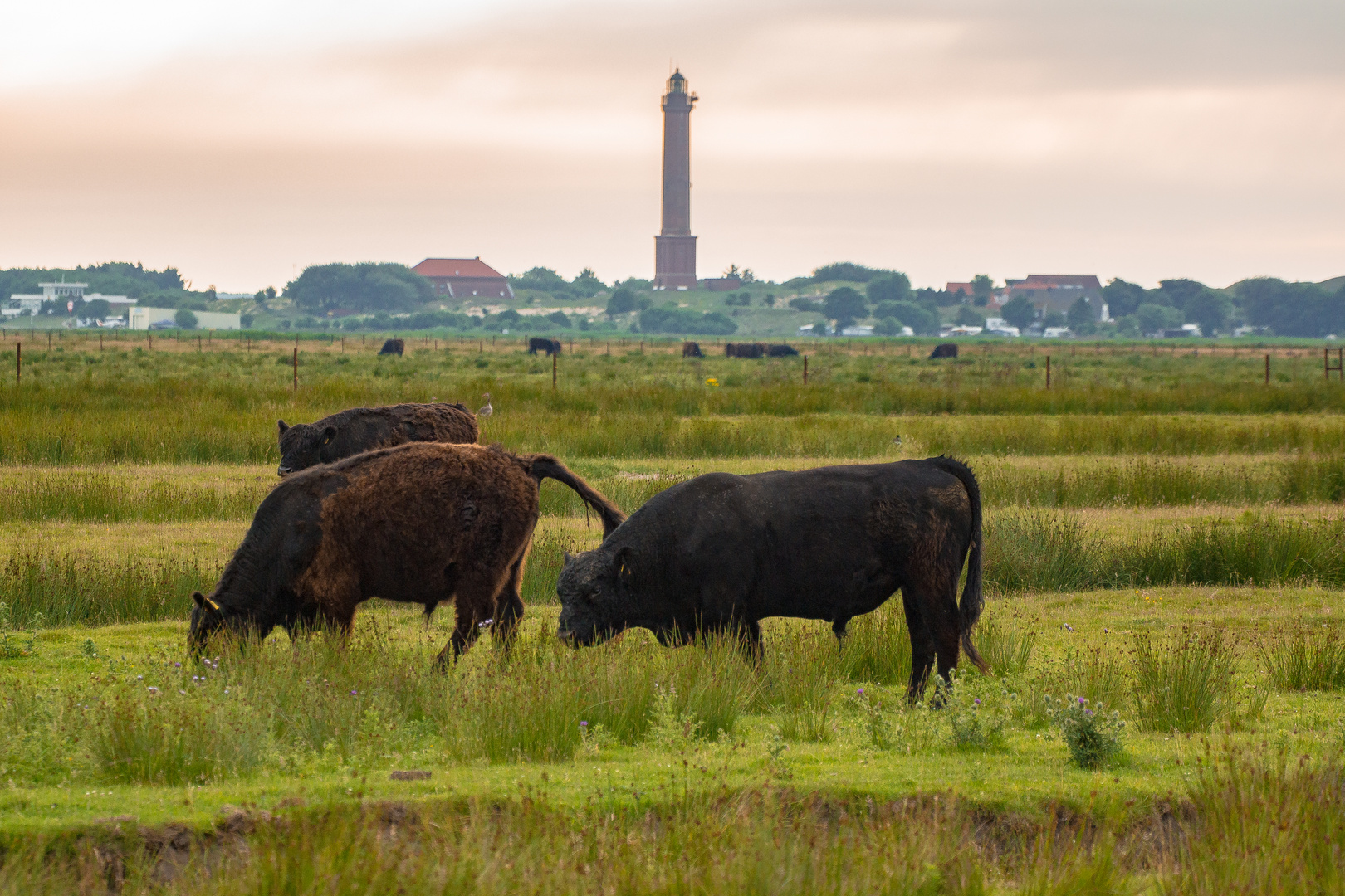 Die Rinder von Norderney