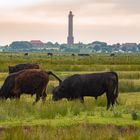 Die Rinder von Norderney