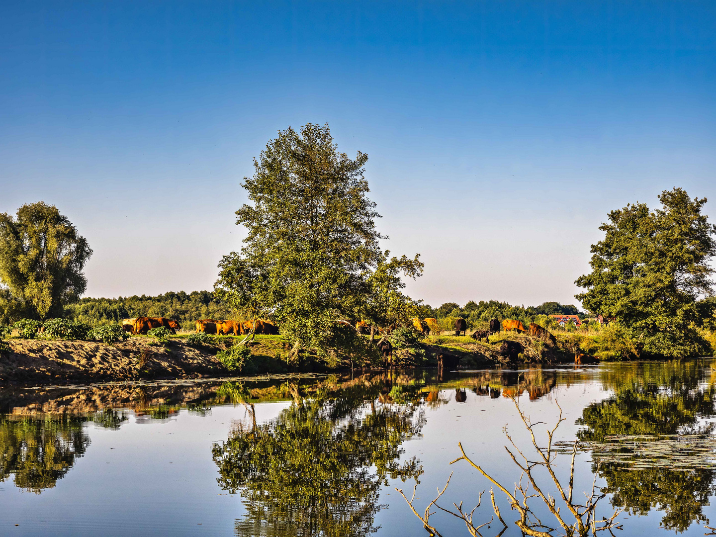 Die Rinderherde am Fluss