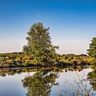 Die Rinderherde am Fluss