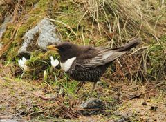 Die Ringdrossel (Turdus torquatus)