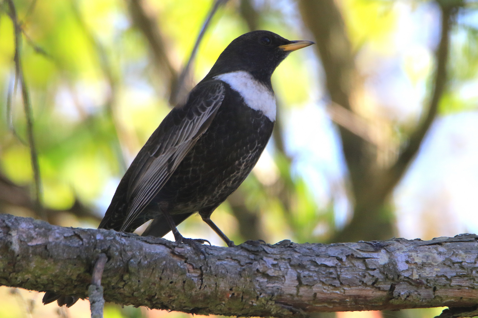 Die Ringdrossel (Turdus torquatus) männlich