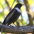 Die Ringdrossel (Turdus torquatus) männlich