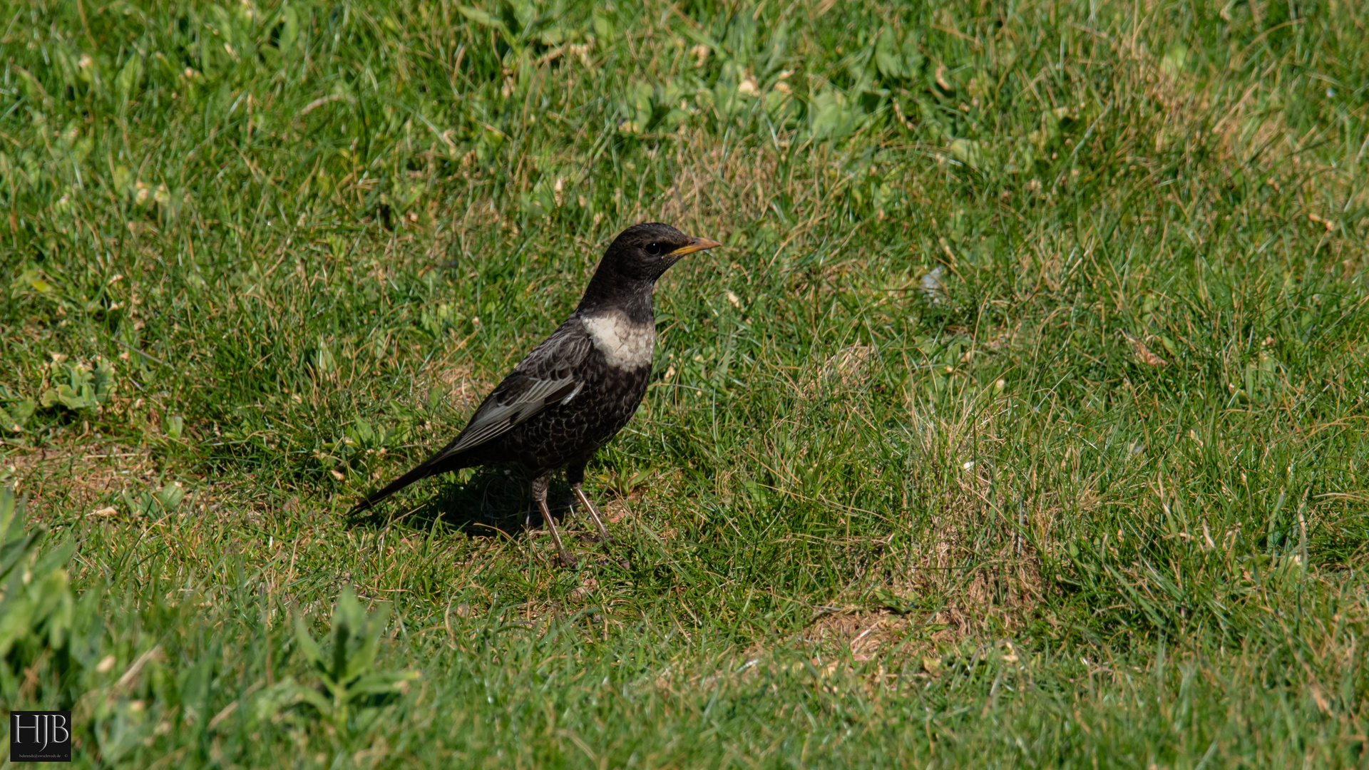 Die Ringdrossel (Turdus torquatus) - Ring Quzel