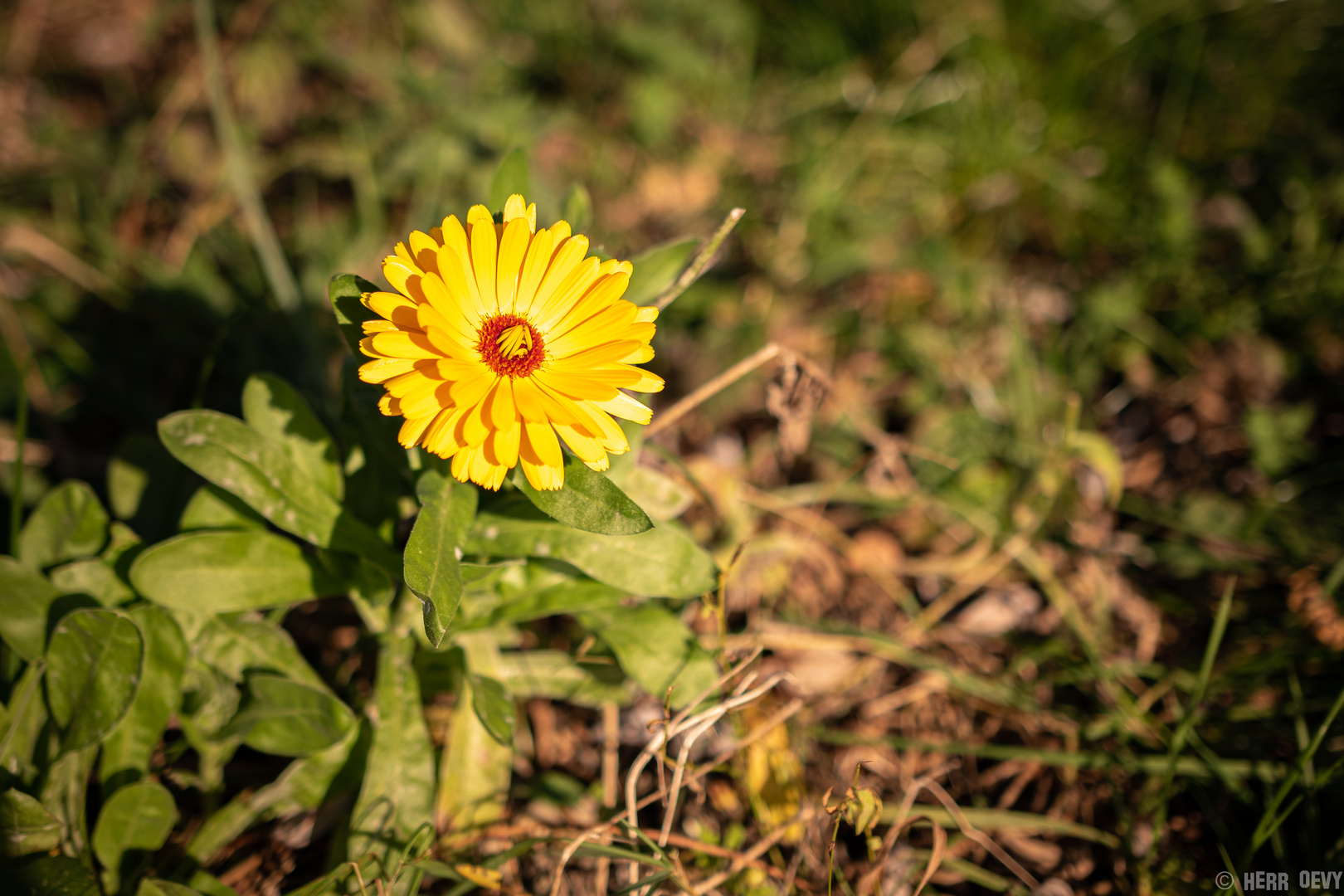 Die Ringelblume