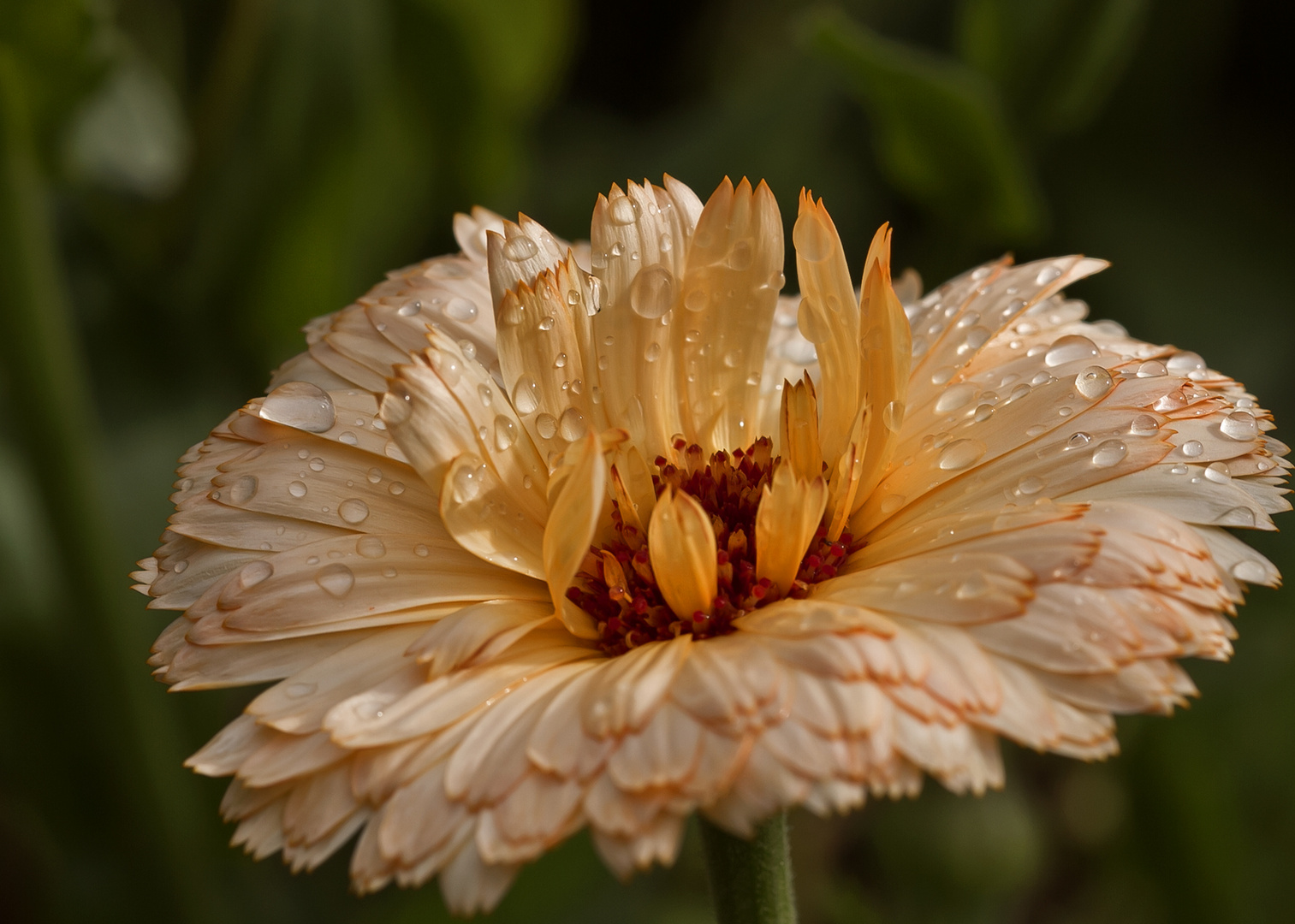 Die Ringelblume (Calendula officinalis)