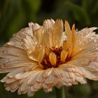 Die Ringelblume (Calendula officinalis)