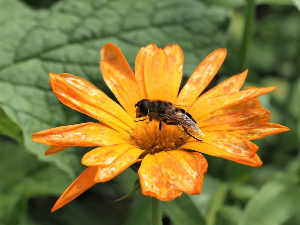 Die Ringelblume hat Besuch erhalten