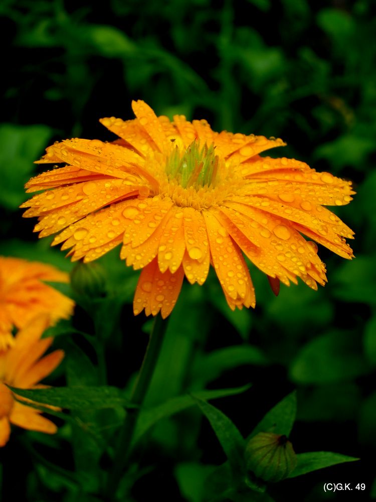 Die Ringelblume nach dem Regenschauer !