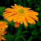 Die Ringelblume nach dem Regenschauer !