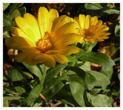 Die Ringelblumen blühen noch mitte November.