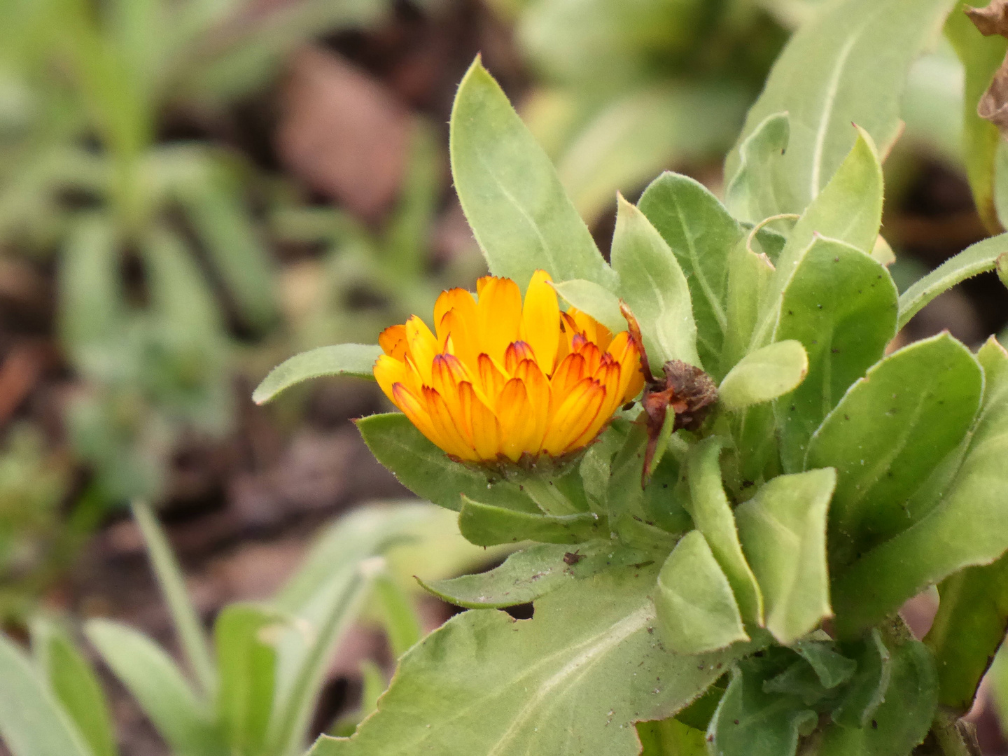 Die Ringelblumen haben den ganzen Winter über geblüht