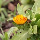 Die Ringelblumen haben den ganzen Winter über geblüht