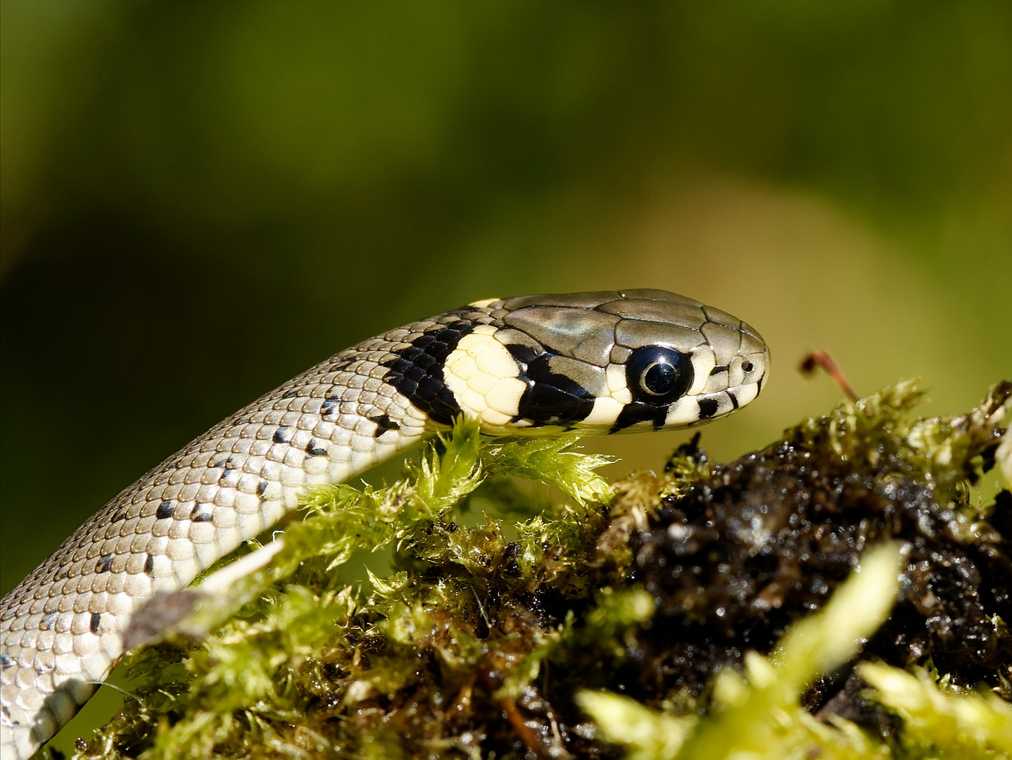 Die Ringelnatter, Natrix natrix