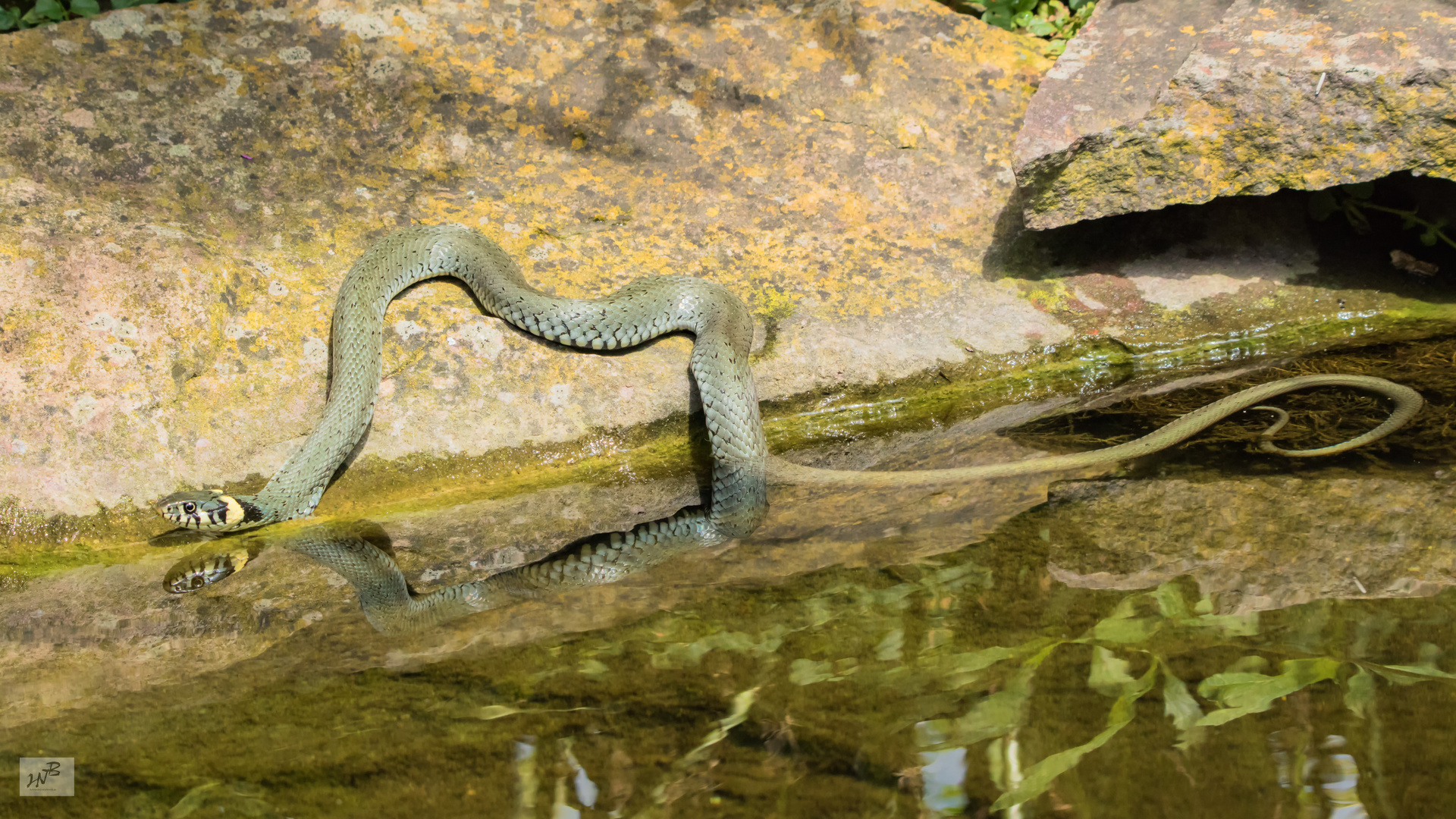 Die Ringelnatter (Natrix natrix)