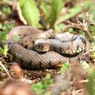 Die Ringelnatter ( Natrix n.helvetica) Nord Jura