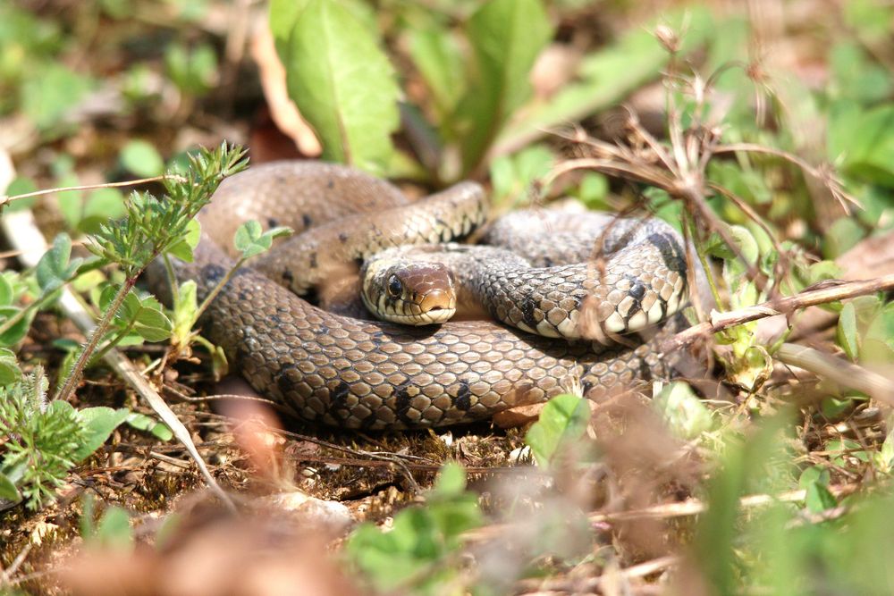 Die Ringelnatter ( Natrix n.helvetica) Nord Jura