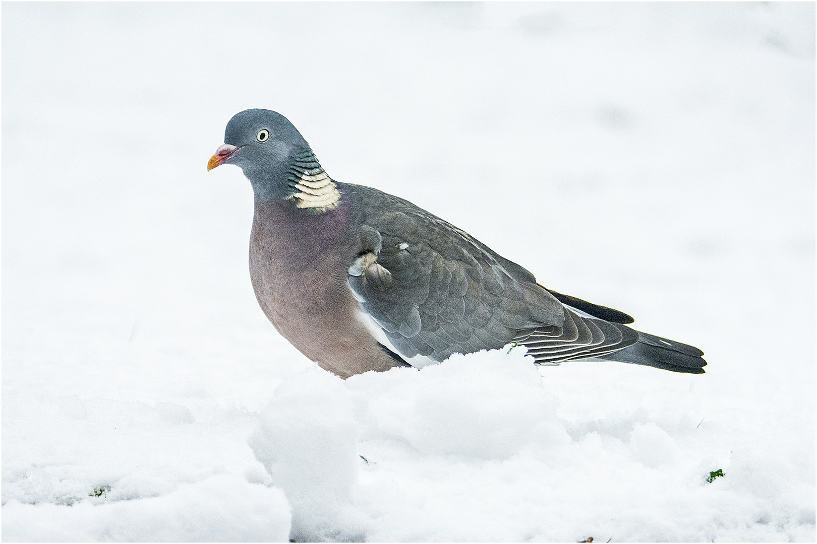 Die Ringeltaube  (Columba palumbus) ist . . .