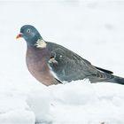 Die Ringeltaube  (Columba palumbus) ist . . .