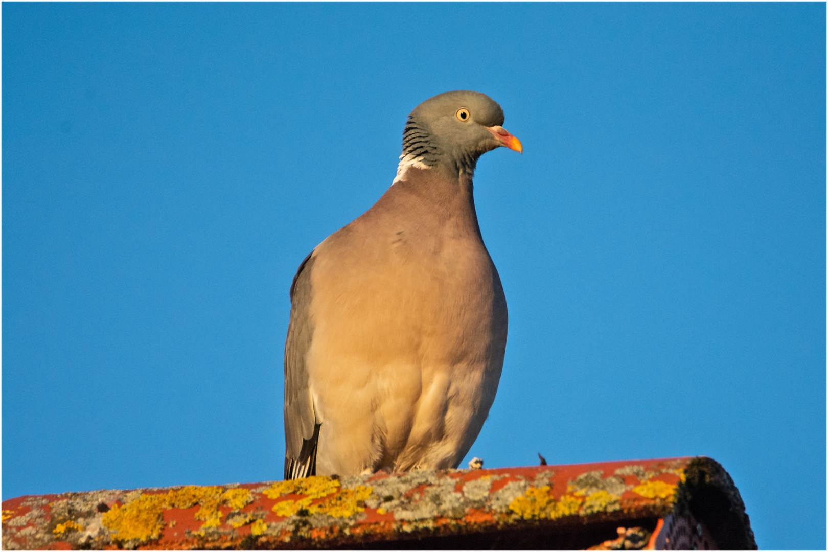 Die Ringeltaube (Columba palumbus) zeigte sich . . .