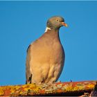 Die Ringeltaube (Columba palumbus) zeigte sich . . .