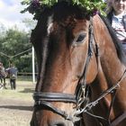 Die Ringreitersaison beginnt wieder