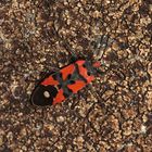 Die Ritterwanze (Lygaeus equestris), Auflösung des Rätsels vom 16.10.17