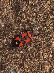 Die Ritterwanze (Lygaeus equestris), Auflösung des Rätsels vom 16.10.17