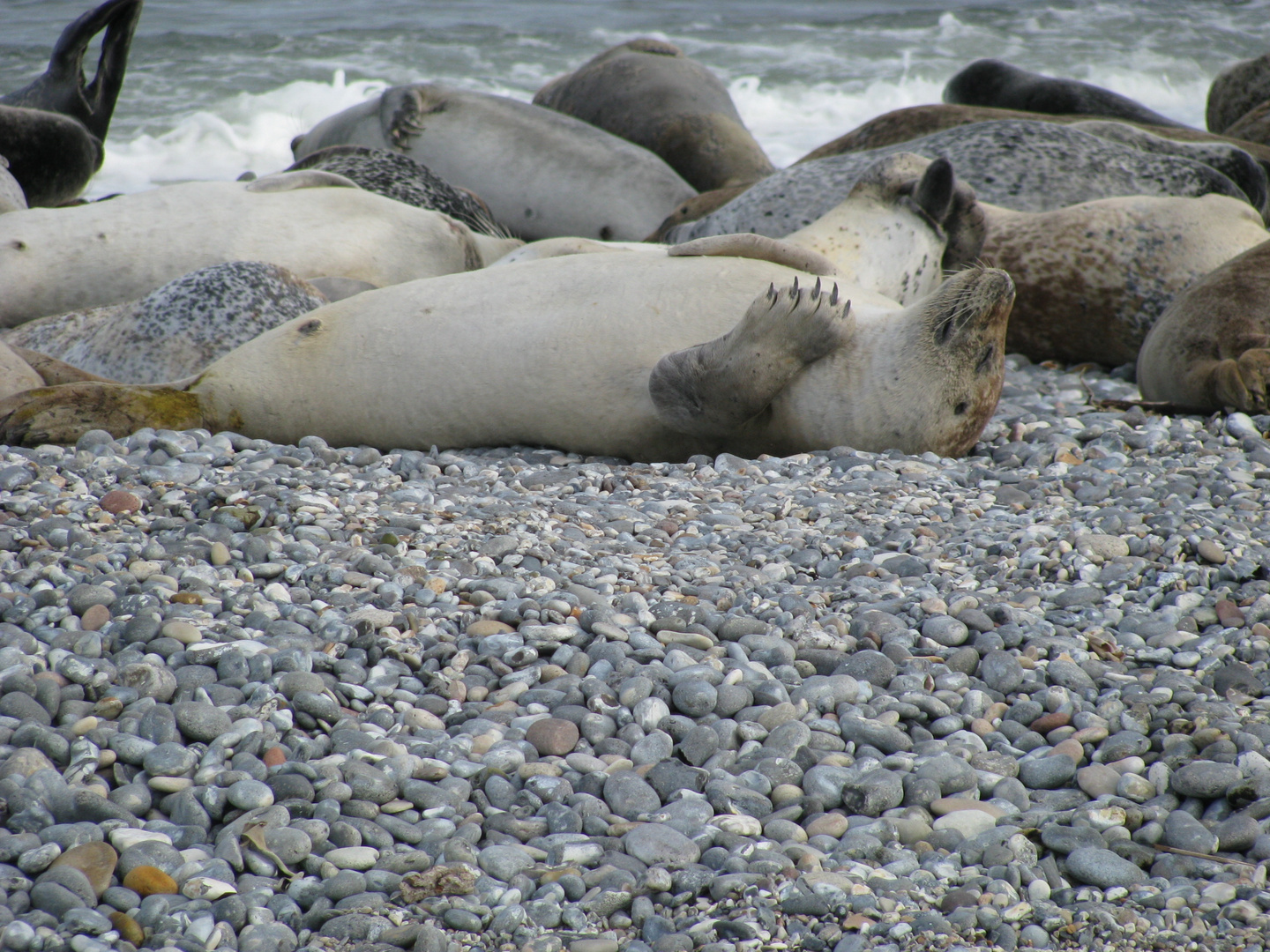 Die robben von Helgoland