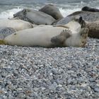 Die robben von Helgoland