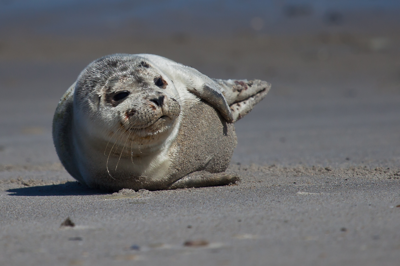 Die Robbenbabys.... Foto & Bild | natur, strand ...