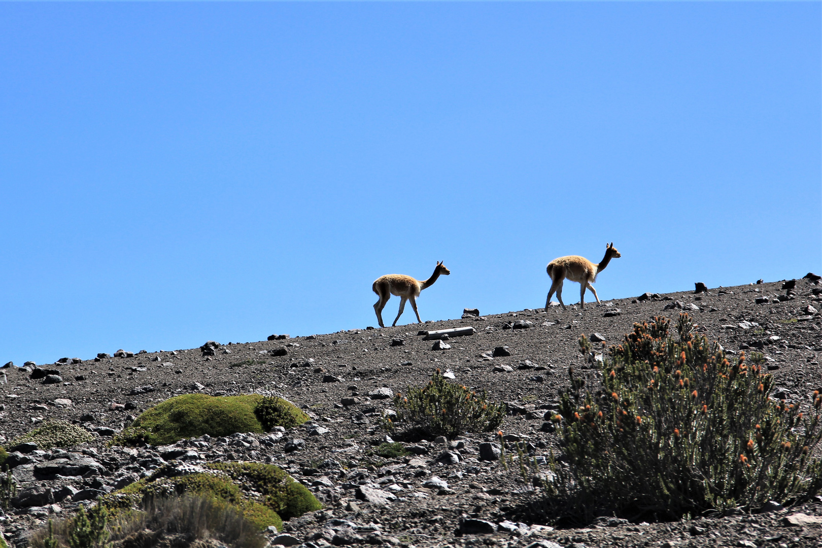 die robusten Vikunjas auf dem Chimborazo