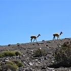 die robusten Vikunjas auf dem Chimborazo