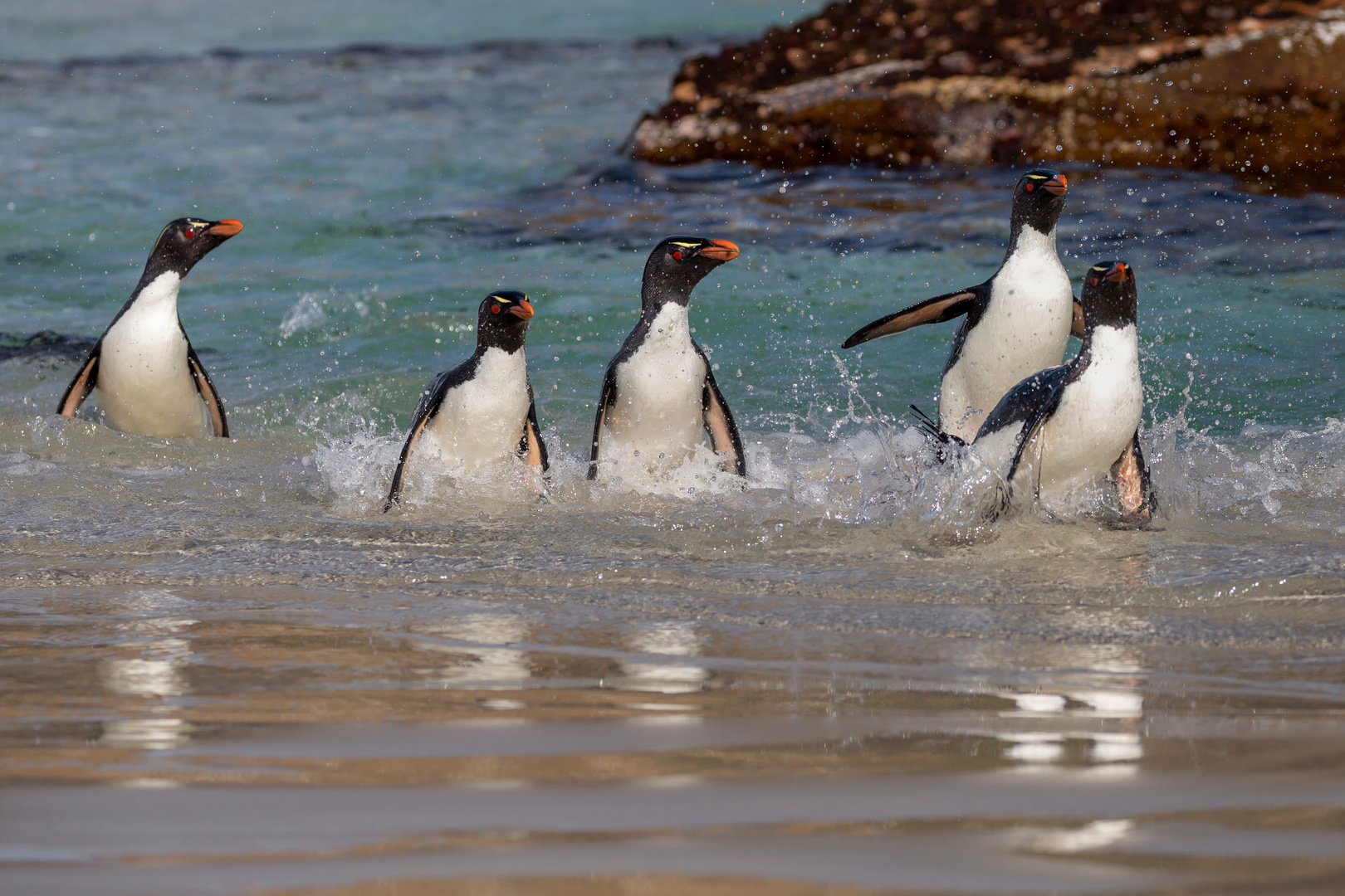 Die Rockhopper-Bande...