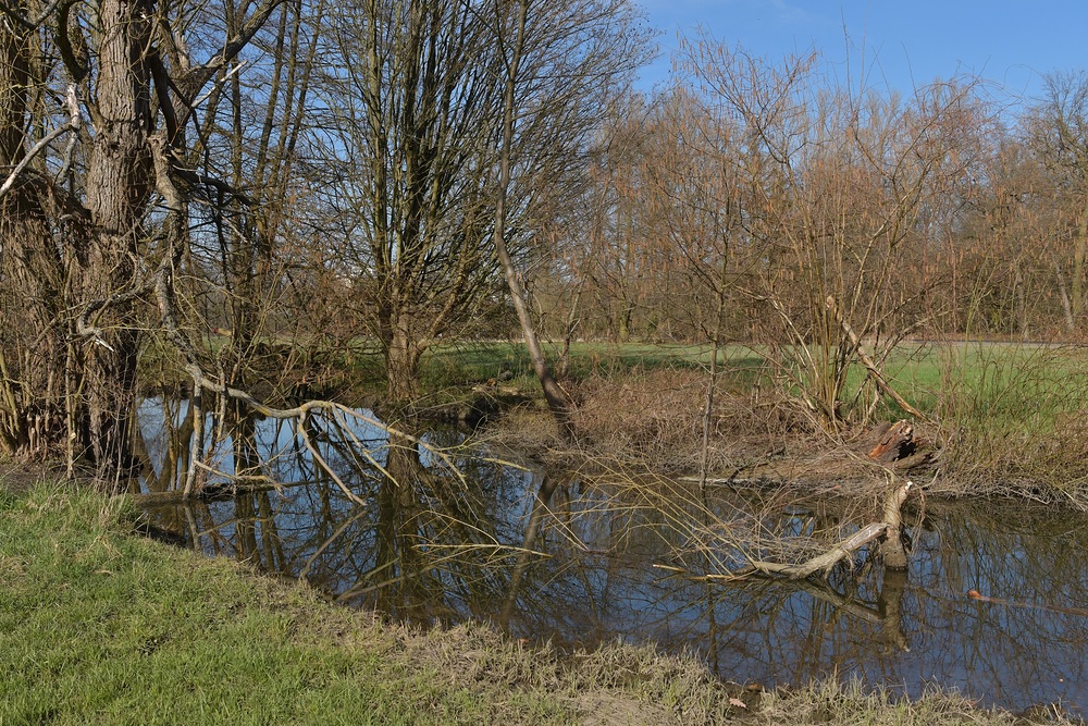 Die Rodau: Randvoll