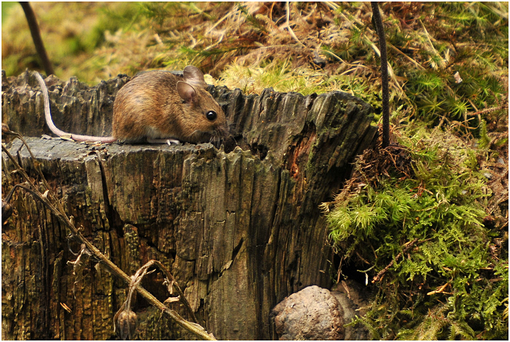 Die Rötelmaus (Myodes glareolus) ...